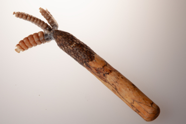 Frauenheilung - die Kraft der Schlange