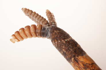 Preview: Frauenheilung - die Kraft der Schlange